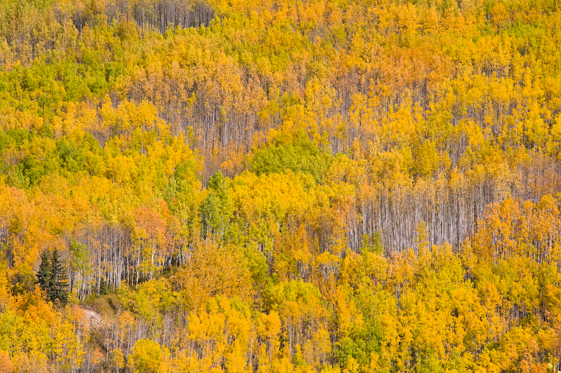 Fall Color On Forest Covered Ridge